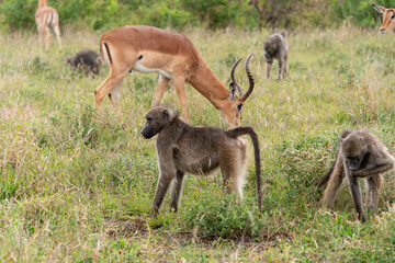 Naklejka na ściany i meble Babouin chacma, Papio ursinus , chacma baboon, Impala, Aepyceros melampus, Parc national Kruger, Afrique du Sud