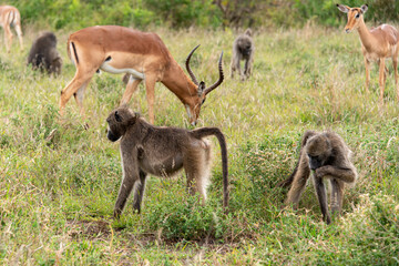 Babouin chacma, Papio ursinus , chacma baboon, Impala, Aepyceros melampus, Parc national Kruger,...
