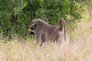 Babouin chacma, Papio ursinus , chacma baboon, Parc national Kruger, Afrique du Sud