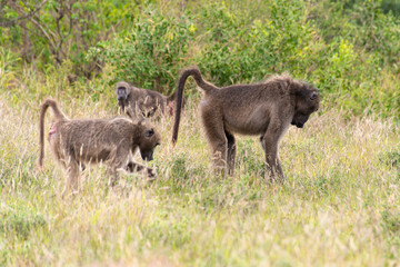 Babouin chacma, Papio ursinus , chacma baboon, Parc national Kruger, Afrique du Sud