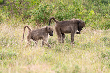 Babouin chacma, Papio ursinus , chacma baboon, Parc national Kruger, Afrique du Sud