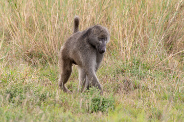 Babouin chacma, Papio ursinus , chacma baboon, Parc national Kruger, Afrique du Sud