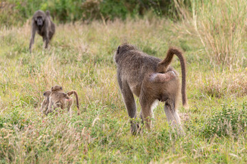 Babouin chacma, Papio ursinus , chacma baboon, Parc national Kruger, Afrique du Sud