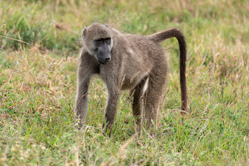 Babouin chacma, Papio ursinus , chacma baboon, Parc national Kruger, Afrique du Sud