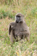 Babouin chacma, Papio ursinus , chacma baboon, Parc national Kruger, Afrique du Sud