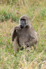 Babouin chacma, Papio ursinus , chacma baboon, Parc national Kruger, Afrique du Sud