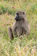 Babouin chacma, Papio ursinus , chacma baboon, Parc national Kruger, Afrique du Sud