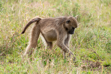 Fototapeta premium Babouin chacma, Papio ursinus , chacma baboon, Parc national Kruger, Afrique du Sud