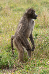 Babouin chacma, Papio ursinus , chacma baboon, Parc national Kruger, Afrique du Sud