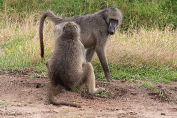 Babouin chacma, Papio ursinus , chacma baboon, Parc national Kruger, Afrique du Sud