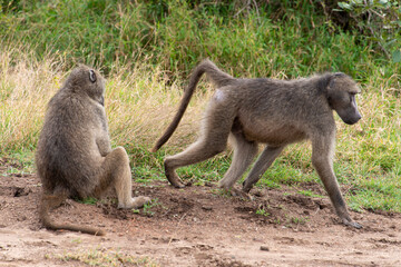 Babouin chacma, Papio ursinus , chacma baboon, Parc national Kruger, Afrique du Sud