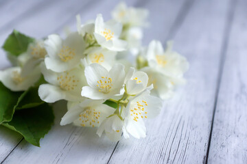 Fototapeta na wymiar White jasmine flowers on a white wooden background.