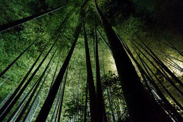 Illumination of the bamboo grove at night at Kodaiji Temple in Kyoto, Japan