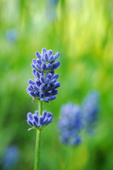 Blue lavender flower in detail.