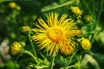 Yellow arnica flower outdoors in nature.