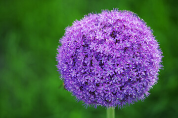 A ball of purple ornamental garlic flower.