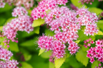 Pink flowers of an ornamental shrub.