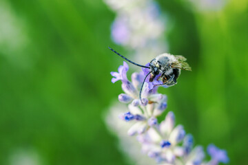 A bee with long antennae pollinating a lavender flower. 