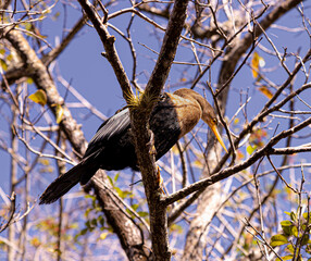golden eagle in the tree