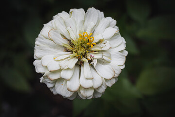 white flower