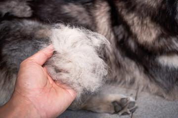 Obraz premium The dog's hair is on hand. Dogs that are in poor health cause a lot of hair loss. The dog's fur is shed because it's time to shed. Dog hair loss.