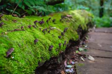 Focus on the black mushroom growing on the green moss-covered logs. Green moss is produced by succulents in the forest and in the rainy season.