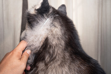 Owner of the dog is combing the old dog's coat. lot of the dog's hair has shed and come out of the comb. Dogs are in poor health cause a lot of hair loss. Groomer combing the long hair of cute dogs.