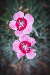 pink flowers