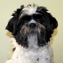 shih tzu white and black coat color before shearing.  grooming.  dog