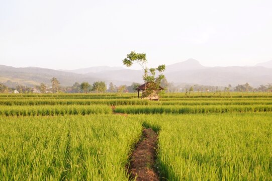 rice field, farm house and rice field look imaging. or gubug tempat istirahat petani di tengah sawah yang hijau