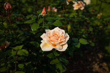 rose in the garden