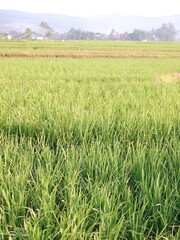 green wheat field, oriza sativa plant or rice field or green plant or tanaman padi di sawah