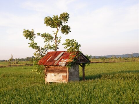 house in the field, farm house and rice field look imaging. or gubug tempat istirahat petani di tengah sawah yang hijau