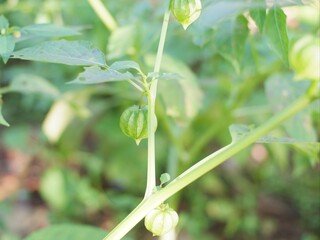 green plant, physalis plant or ceplukan in garden, tanaman cipulukan untuk obat herbal tradisional sebagai obat penyakit diabetes