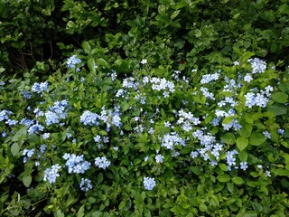 View of inflorescence of beautiful flowers called Plumbago auriculata, the cape leadwort, blue...