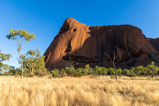 Kuniya am Uluru (Ayers Rock) Australien