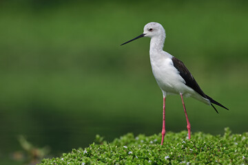 Fototapeta premium Black-winged Stilt