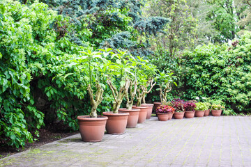 Fototapeta na wymiar Potted plants outdoors. 