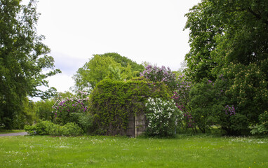 Trees in the park. Spring landscape. 