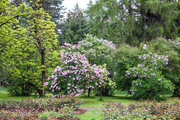 Spring landscape in a park. Syringa vulgaris or lilac flowers in bloom. 