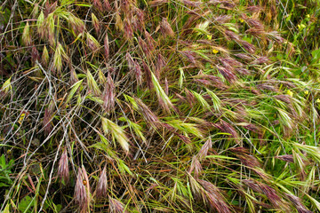 Grass Growing Wild in a Fields with Colorfull Tassels