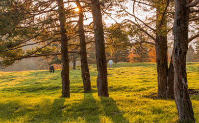 Horses on the meadow in the early evening just before the sunset.