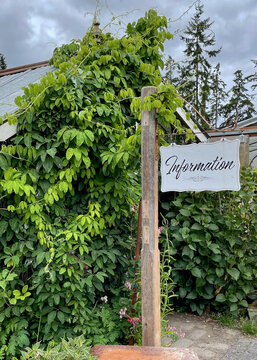 Information sign on a wooden post with green plants in the background