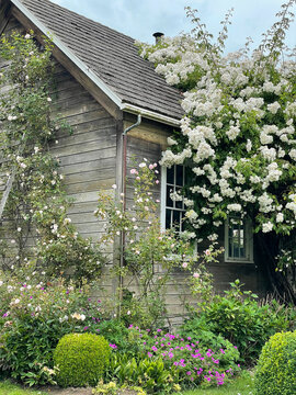 Old wood house with climbing roses in front of windows