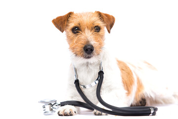 dog  and stethoscope