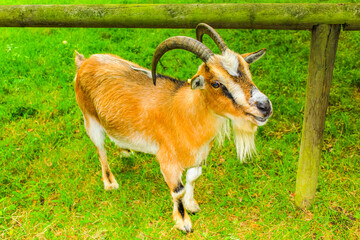 Young cute goat with horns antlers farm in Bremerhaven Germany.