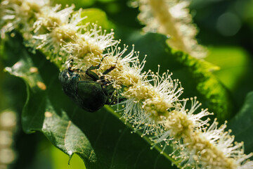 A goldenrod beetle on an edible chestnut blossom. 