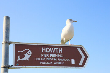 sea gull standing on the sign of Howth fishing village, Ireland 