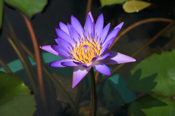 purple water lily in a garden in spring
