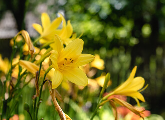 Yellow dailily flowers in the gardenon a blurred background. Hemerocallis liloasphodelus.